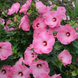 Hibiscus 'Airbrush Effect' Seeds