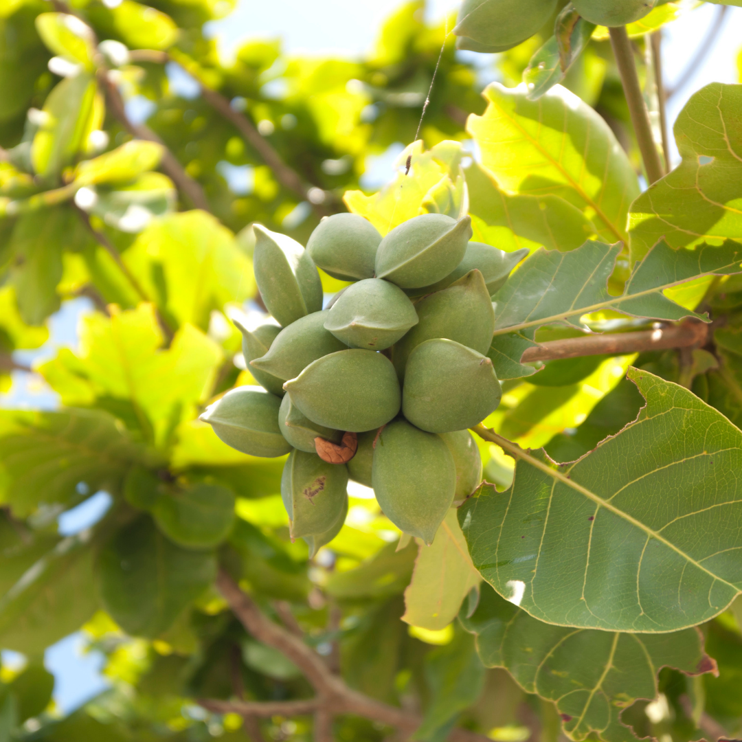 Indian Almod Tree Indian Almond Plant - Terminalia catappa – Garden Mithra