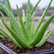 Aloe Vera Plant - Aloe vera