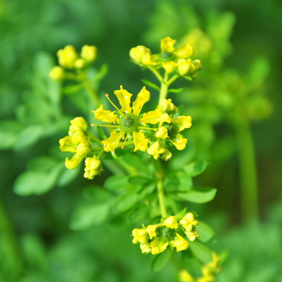 Arutha Plant - Ruta graveolens – Garden Mithra