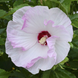 Hibiscus 'Ballet Slippers' Seeds