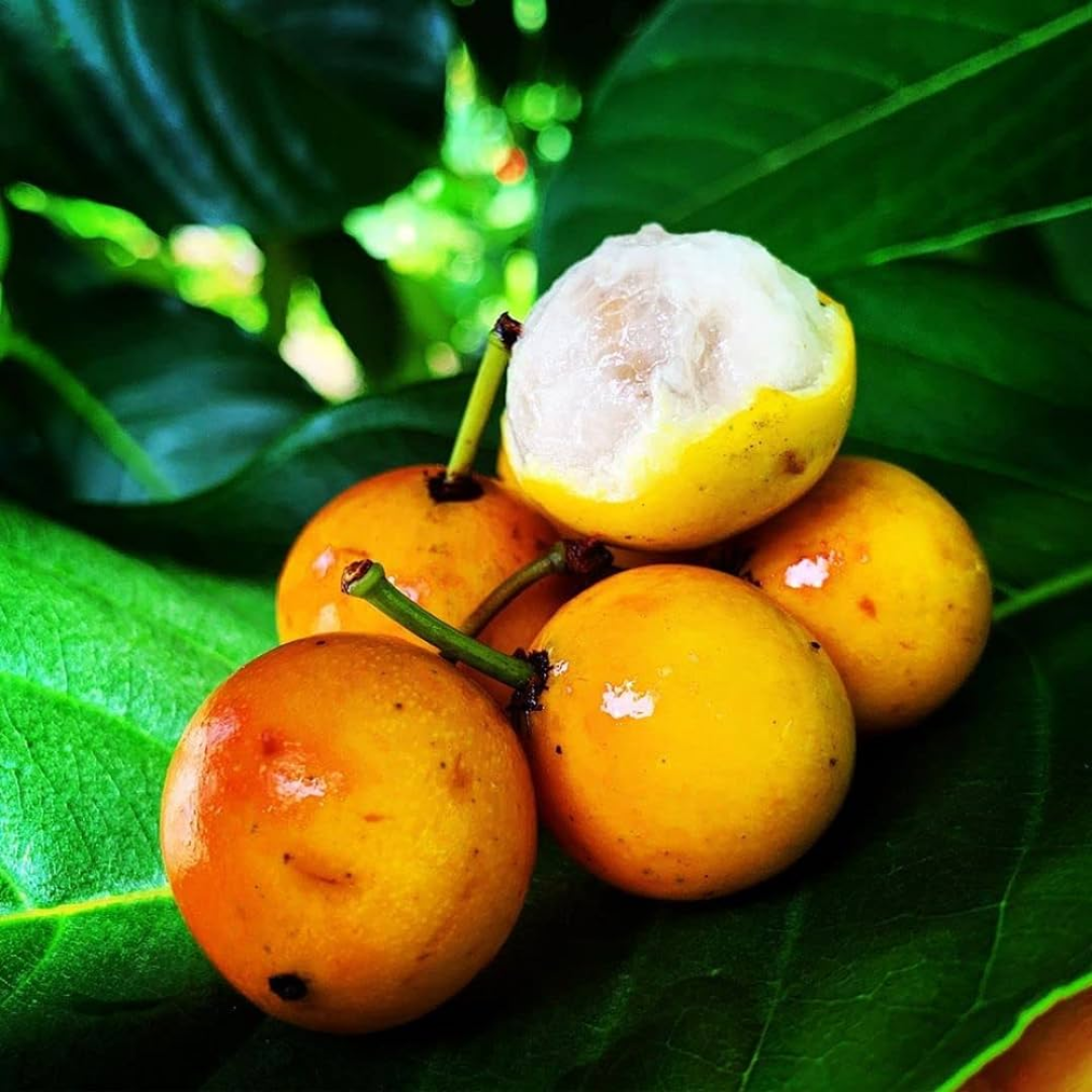 Baraba Plant – Garden Mithra