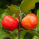 Red Barbados Cherry Plant