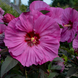 Hibiscus 'Berry Awesome' Seeds