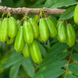 Green Bilimbi Plant