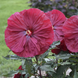 Hibiscus 'Blackberry Merlot' Seeds