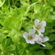 Brahmi Plant - Bacopa monnieri