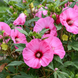 Hibiscus 'Candy Crush' Seeds