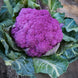 Cauliflower 'Sicilian Violet' Seeds