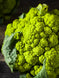 Cauliflower 'Verde Di Macerata' Seeds