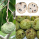Annona Cherimoya Plant