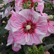 Hibiscus 'Cherry Choco Latte' Seeds