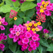 Lantana 'Cherry' Seeds