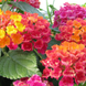 Lantana 'Cherry Sunrise' Seeds