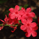 Chethi Koduveli Plant - Plumbago rosea