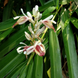 Chittaratha Plant - Alpinia galanga