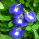 Shankupushpam Plant - Clitoria ternatea
