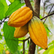 Cocoa 'Golden' Chocolate Fruit Plant