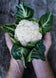 Cauliflower 'Jesi' Seeds