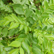 Curry Leaves Plant - Murraya koenigii