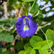 Blue Single Petal Aparajita Seeds