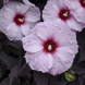 Hibiscus 'Dark Mystery' Seeds