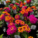 Lantana 'Dark Purple' Seeds