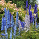 Delphinium 'Blue Mix' Seeds