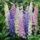 Delphinium 'Standard Mix' Seeds