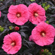 Hibiscus 'Evening Rose' Seeds