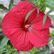 Hibiscus 'Fireball' Seeds