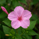 Four O' Clock 'Light Pink' Seeds