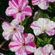 Four O' Clock 'Marble Pink White' Seeds