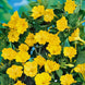Four O' Clock 'Yellow' Seeds