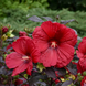 Hibiscus 'Holy Grail' Seeds