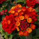 Lantana 'Hot Blood Red' Seeds