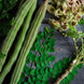 PKM2 Moringa Seeds