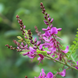Indigofera tinctoria Herb Seeds