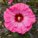 Hibiscus 'Inner Glow' Seeds