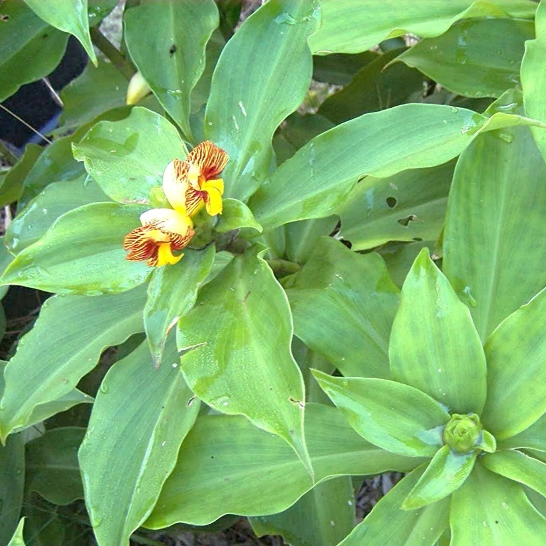 Live Plants