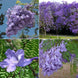 Purple Jacaranda 20 Seeds