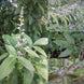 Karunochi Plant - Vitex negundo