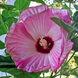Hibiscus 'Luna Pink' Seeds