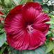 Hibiscus 'Luna Red' Seeds