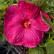 Hibiscus 'Luna Rose' Seeds