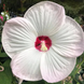 Hibiscus 'Luna White' Seeds