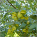 Arjuna Tree Plant - Terminalia arjuna