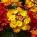 Lantana 'Mango' Seeds