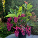 Purple Medinilla Plant