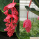 Red Medinilla Plant